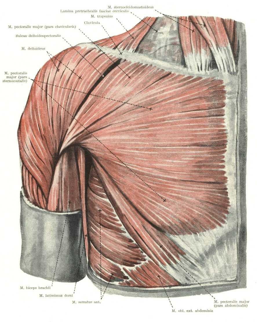 Systém thorakohumerální m. pectoralis major od mediální strany klíčku, sterna, přilehlých 6-ti m. žeber subclavius a pochvy přímých podklíčkový svalů břišních. sval m.