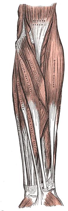 Laterální skupina povrchová vrstva m. Extenzor carpi radialis longus Začátek: m. brachioradialis nad ep. (vřetení lat. Humeri, sval) pod začátkem m. brachiorad. Konec: m.