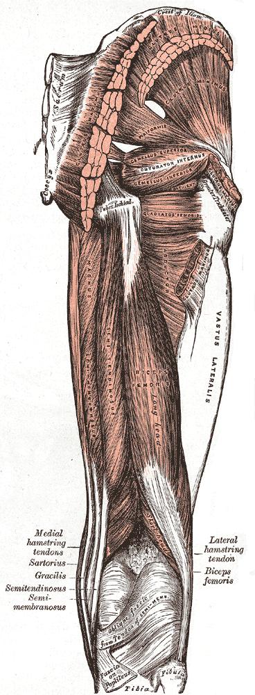 Dorsální skupina m. semimembranosus začíná plochou šlachou od sedacího hrbolu. Pod ligamentum colaterale tibiale, vnitřní kondyl tibie, lig.