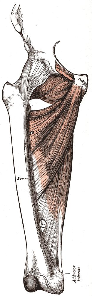 Vnitřní m. gracilis skupina m. Z pectineus ramus ossis pubis na do pes Začíná anserinus na pecten ossis pubis Na f-ce. linea Flexe pectine v kolenním femoris kloubu, f-ce: in. N. addukce, obturatorius flexe ve kyčelním kloubu in.