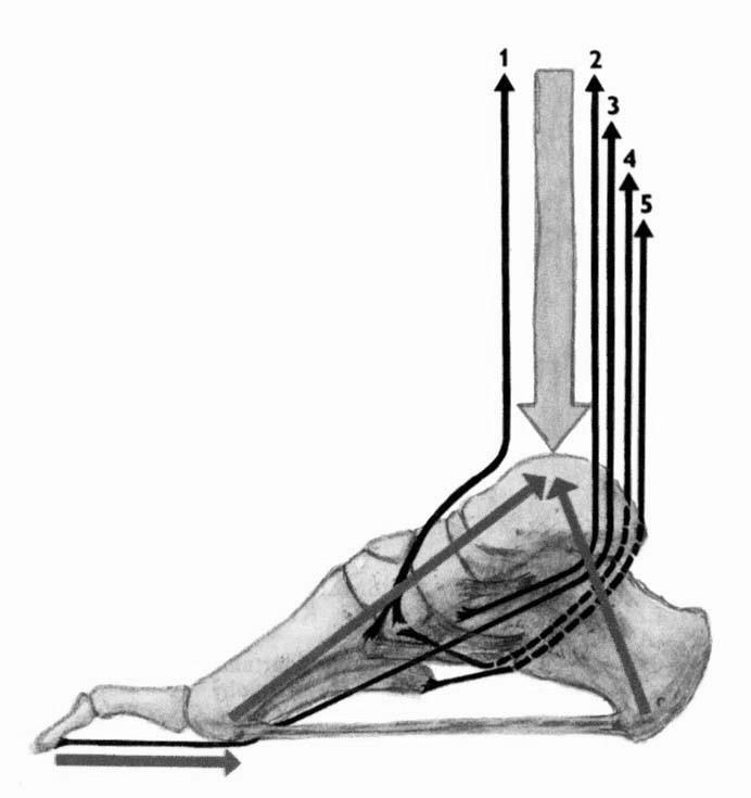Pohyby nohou kolem podélné a svislé osy A B A supinace a