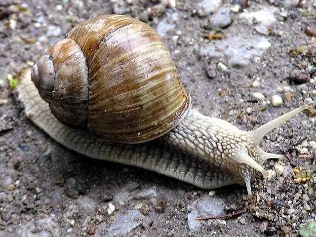 velká síla fázická FG velký objem, málo kapilár, nízký obsah myoglobinu, rychlá,