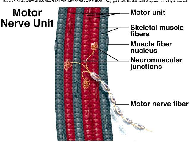 Inervace svalového vlákna Motorická vlákna axony nervových buněk míchy a mozkového kmene