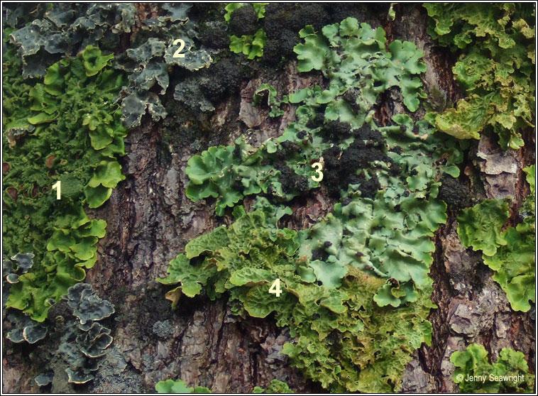 Lobaria