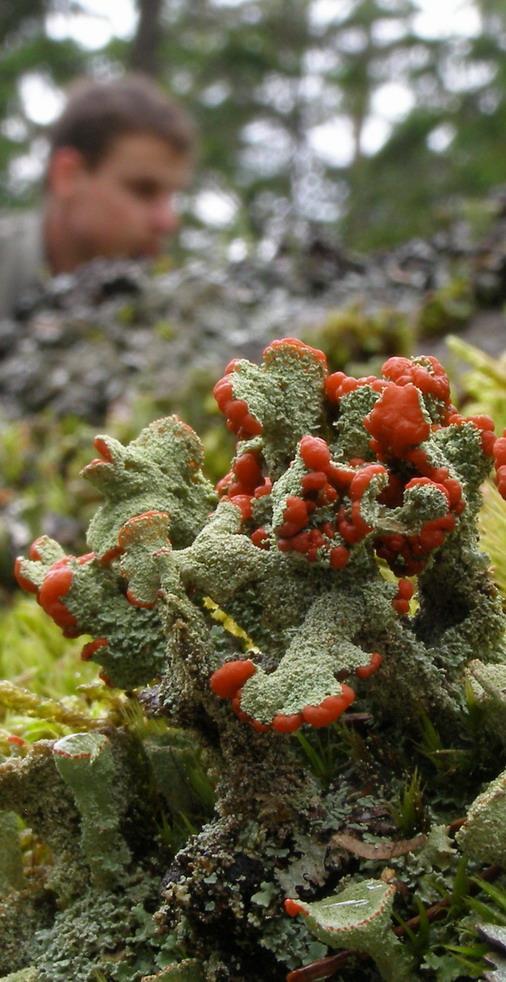 lichenismus, lišejníková symbiosa lišejníky = lichenizované houby s originální strategií příjmu organických látek, vztah mnohdy složitý ve smyslu definice kontrolovaný