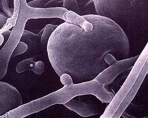 LICHENISMUS, LIŠEJNÍKOVÁ SYMBIOSA řasa houbová hyfa Lichenismus asociace houby a zelené řasy