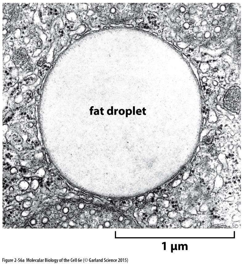triglyceridů tukové kapénky v cytoplazmě vznikají z ER a jsou ohraničeny jednoduchou