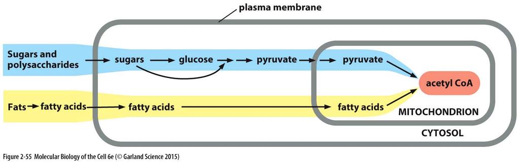 Konečný cíl mastných kyselin i cukrů - mitochondrie transport pyruvátu do mitochondrií pyruvát dehydrogenáza tvorba acetyl- CoA (1x), NADH (1x) a CO 2 ; mastné kyseliny 1 cyklus -oxidace produkuje