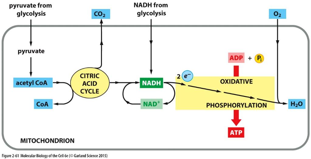 Krebsův cyklus a dýchací řetězec produkuje 3 typy energeticky významných molekul: NADH (3x), FADH2 (1x) a GTP (1x); GTP reaguje s ADP za tvorby