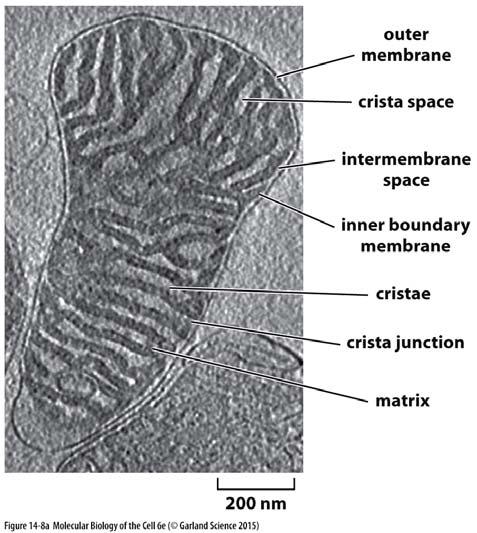 Struktura mitochondrií vnitřní mitochondriální membrána obklopuje matrix, vytváří