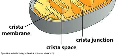 prostor s cytoplasmou; výsledkem je, že v mezimembránovém prostoru je stejné ph a