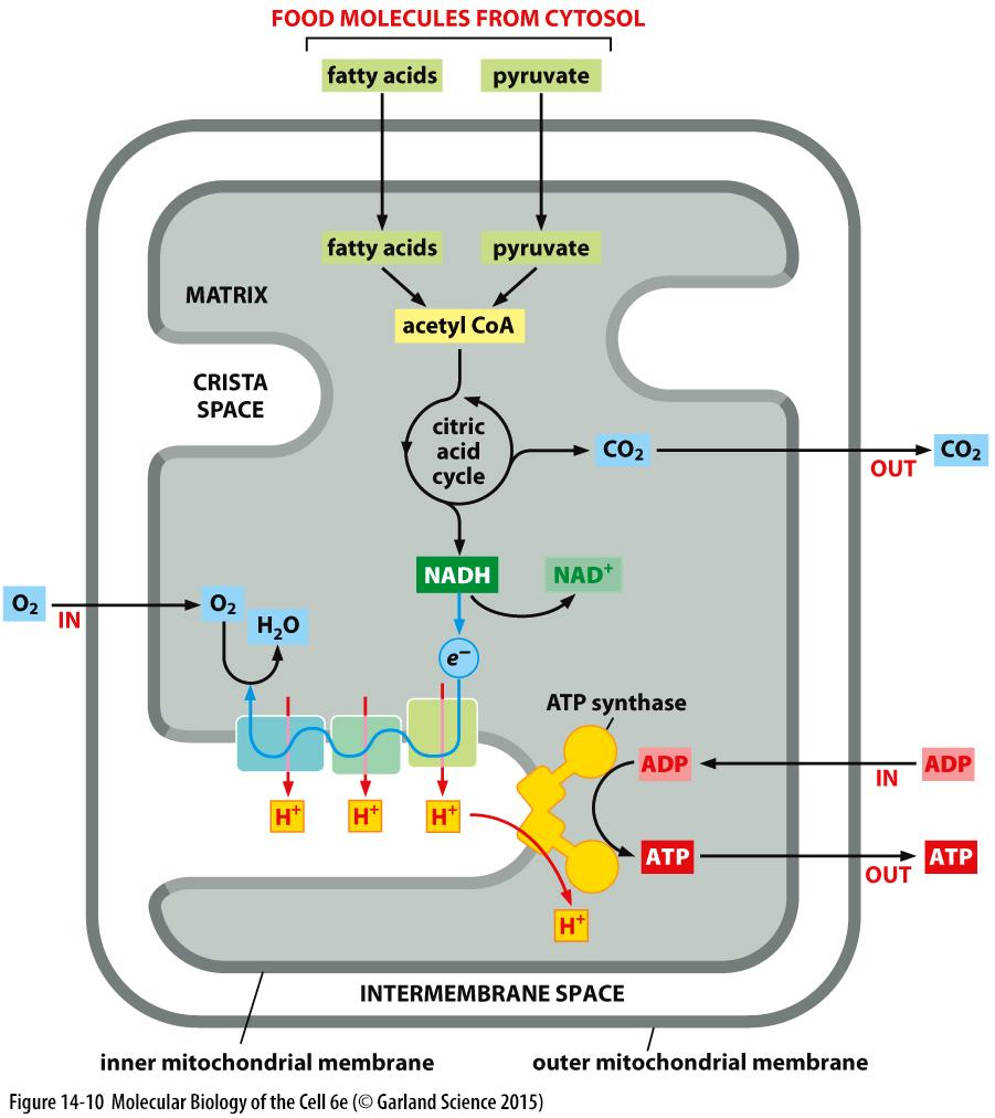 Funkční kompartmentalizace mitochondrií vnitřní mitochondriální membrána se dělí na funkčně odlišné oblasti: - hraniční (boundary) membrána import proteinů, inzerce membrány sestavování komplexů