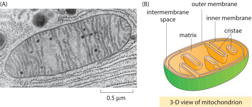 Variabilita mitochondrií se dynamicky mění vlivem vnějšího prostředí (např.