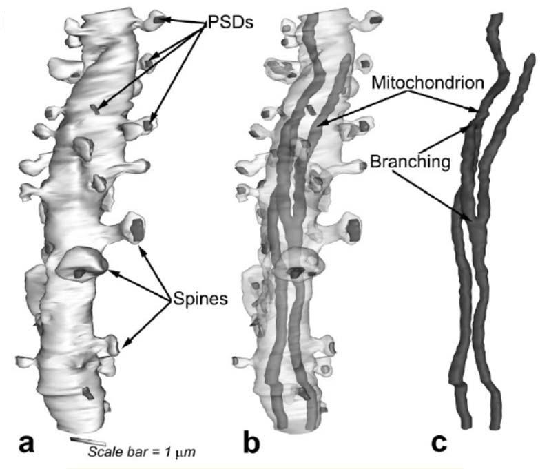 kompaktní vs. retikulární (vláknité) mitochondrie: Milo et al.