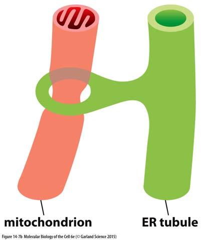 kontakty ER a mitochondrií