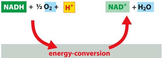 Chemiosmotická teorie energie vznikající