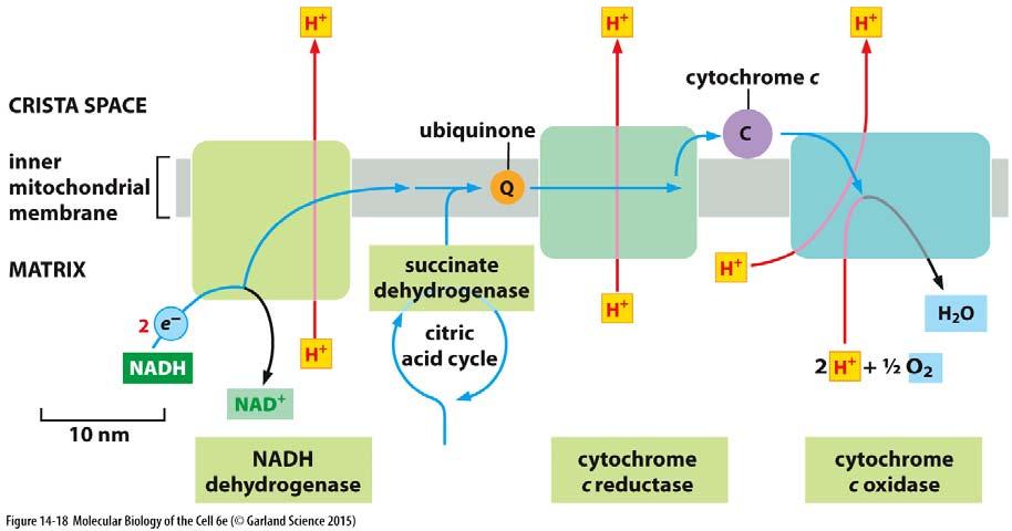 NADH-ubichinonreduktáza - komplex III - ubichinol-cytochrom c-reduktáza - komplex IV - cytochrom