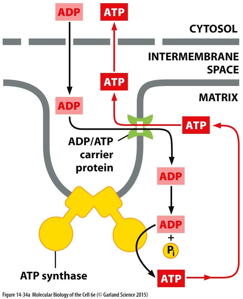 ADP/ATP translokáza (carrier protein) tvorba ATP vyžaduje rychlý transport ADP do matrix a zároveň transport vzniklého ATP do cytoplazmy; ADP/ATP translokáza; součást rodiny cca 20 proteinů rodiny