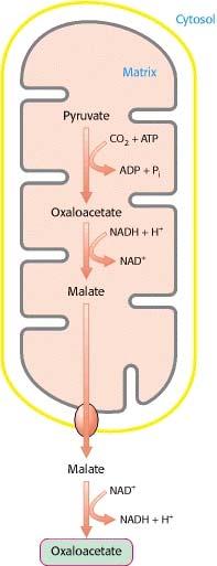 Glukoneogeneze pyruvát karboxyláza mitochondriální protein, ostatní reakce probíhají v