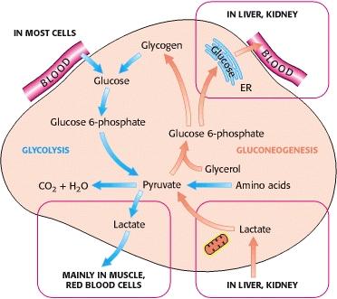 Glukoneogeneze glukoneogeneze a glykolýza jsou koordinovány v rámci