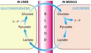 enzymů; koncentrace laktátu (a dalších prekurzorů) a glukózy;