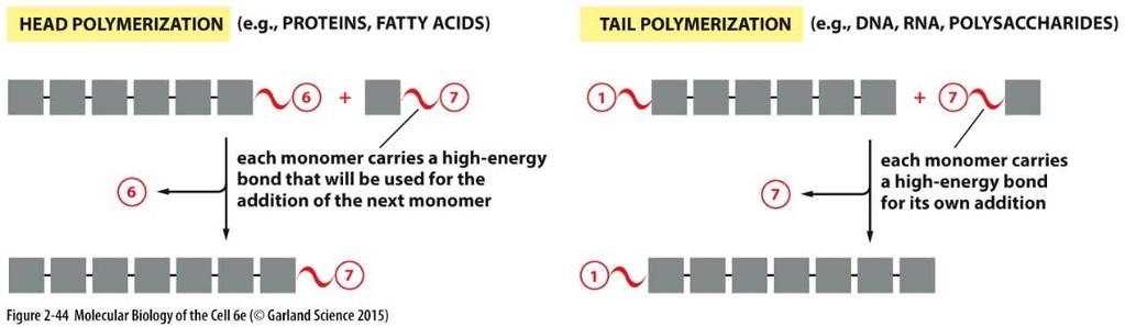 Makroergické sloučeniny štěpení ATP (exergonická reakce) je spřažena s dalšími energeticky nepříznivými reakcemi (endergonickými) reakcemi fosfátový zbytek je přenášen na substrát