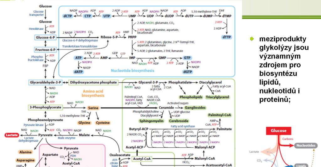 Aerobní glykolýza meziprodukty
