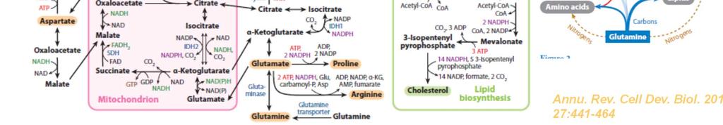 biosyntézu lipidů, nukleotidů i