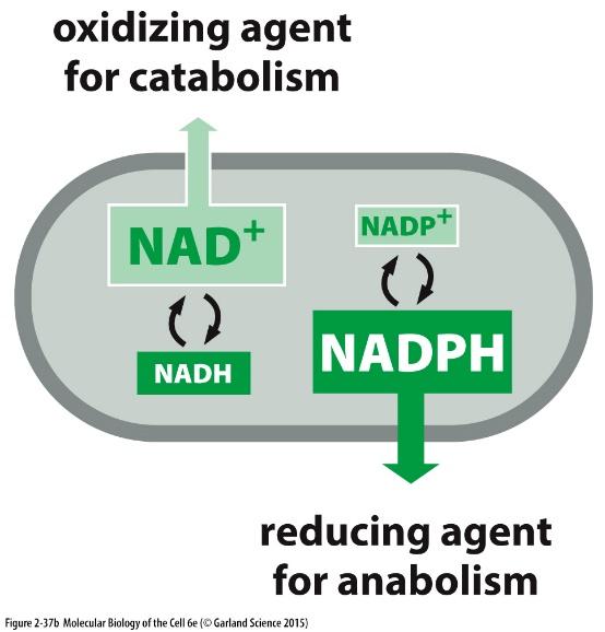 Přenašeče elektronů NADH, NADPH nikotinamidadenindinukleotidfosfát (NADP + ) a nikotinamidadenindinukleotid (NAD + ) odlišný tvar to umožňuje rozdílnou vazbu těchto molekul na specifické enzymy;