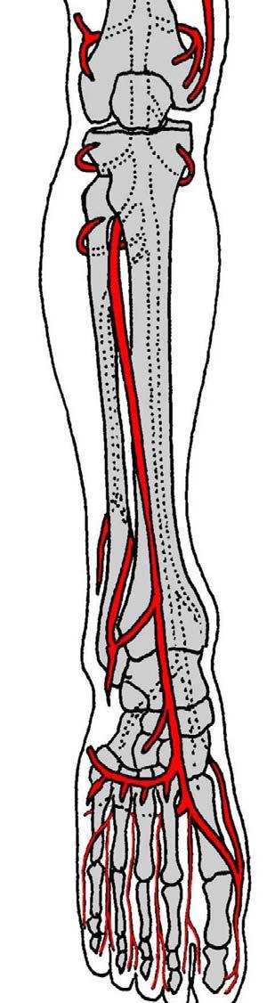 A. poplitea a. tibialis posterior a.