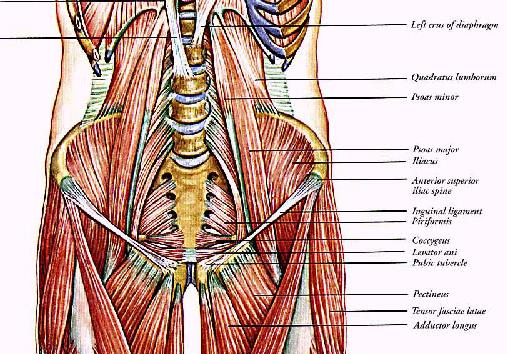 Lacuna vasorum et lacuna musculorum Arcus iliopectineus, lig.