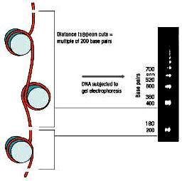 Kolaps jádra (degradace chromatinu) kondenzace chromatinu na periferních oblastech jádra, později i v celém obsahu