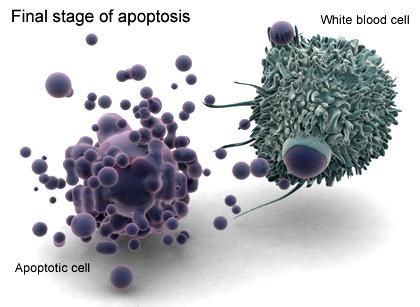 Fagocytóza apoptotických tělísek pohlcení apoptotických tělísek okolními buňkami (makrofágy,