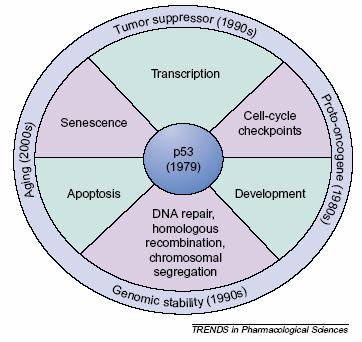 p53 objeven 1979 -původně - protoonkogen (mutatní forma) od 90.