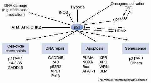 aktivace p53 poruchou metabolismu způsobenou viry nebo poškozením