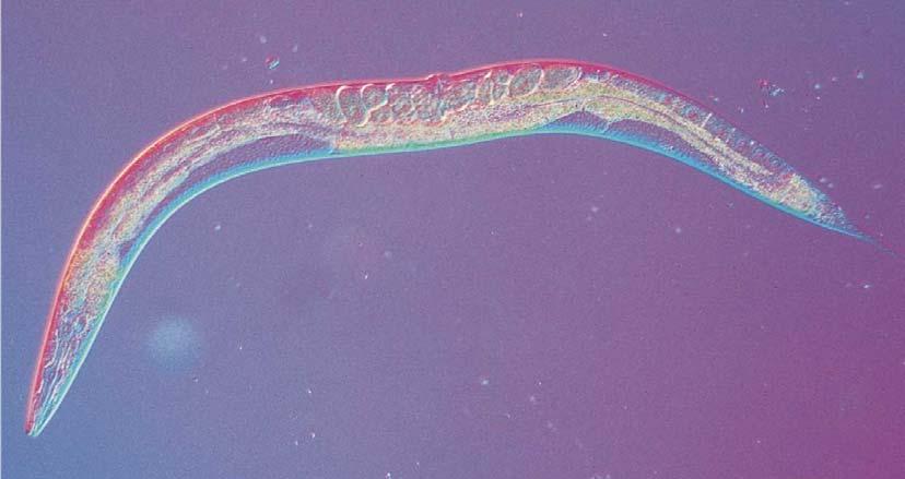 Caenorhabditis elegans 1090 somatických buněk, z toho 131 podléhá apoptóze regulace