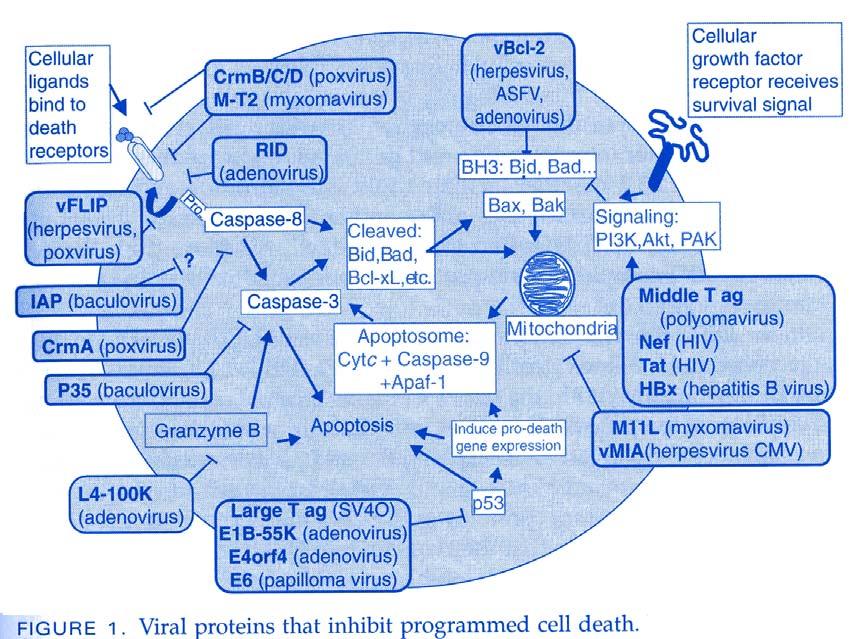 Apoptóza a nádory Viry, inhibující apoptózu transformovaných buněk: Human papilloma virus (HPV): exprese