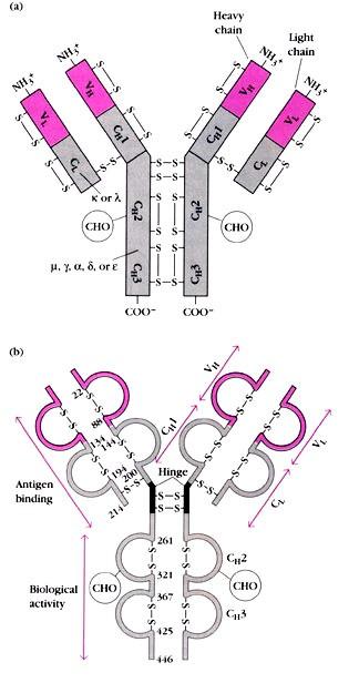 Mechanismy uplatňující se při vyjadřování genetické informace přeskupování subgenů při produkci protilátek Přeskupování subgenů jako specifický mechanismus při produkci protilátek protilátky