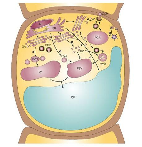 Intracelulární lokalizace proteinů Od genu k proteinu a zpět směřování (cílování) proteinů Pro funkci proteinů v buňkách je zásadní jejich správná lokalizace prostřednictvím tzv.