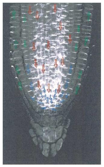 kořene u Arabidopsis PIN proteiny cyklují v