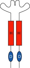 Signal Transduction via TCS Recent Model of the CK Signaling via TCS Pathway CYTOKININ PM AHK sensor histidine kinases AHK2 AHK3 CRE1/AHK4/WOL HPt Proteins D Agostino et al.