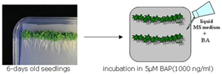 Shoot- and Root-Specificity of Proteome