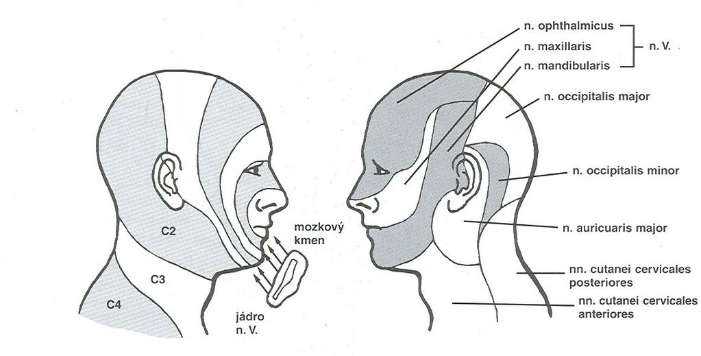 V. n. trigeminus Anatomie oblast