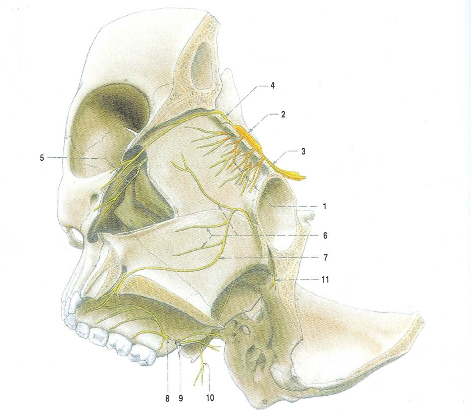 I. n. olfactorius Anatomie: nn.