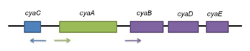 2.2. Adenylát-cyklázový toxin CyaA Adenylát-cyklázový toxin (ACT, AC-Hly nebo CyaA) patří do rodiny tzv. RTX toxinů/hemolyzinů (podle anglického Repeats in ToXin). Mimo B.