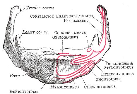 suprahyoidní: infrahyoidní: m. digastricus m. stylohyoideus m. mylohyoideus m. geniohyoideus m. thyreohyoideus m. sternohyoideus m.