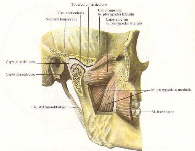 Je drobným kloubem, jehož jamku tvoří fossa mandibularis kosti spánkové na spodině lebeční a hlavicí je výbežek dolní čelisti (processus condylaris