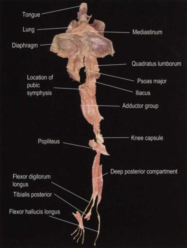 Zajímavý pohled na spíše anantomické než funkční propojení těla nabízí T. Myers ve své publikaci Anatomic trains.