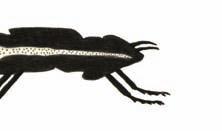 často chované africké drápatky rodu Xenopus, Obr.