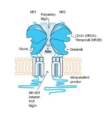 pregn-5-en-3α-yl sulfát, PS), mohou po své vazbě na receptor působit potenciačně, zatímco jiné, včetně pregnanolon sulfátu (20-oxo-5β-pregnan-3α-yl sulfát, 3α5βS) jej inhibují.